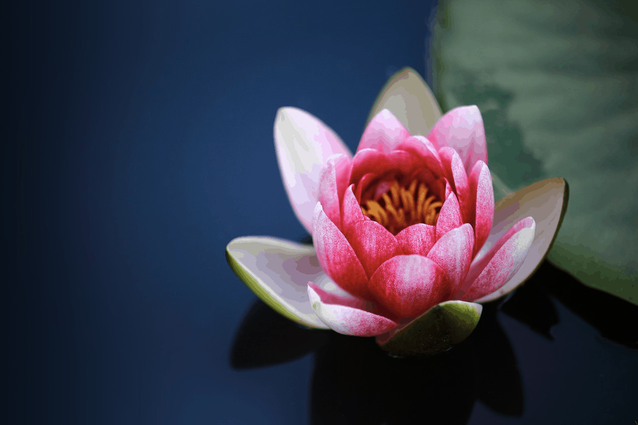 Dealing with stress: At home tips and tricks…
